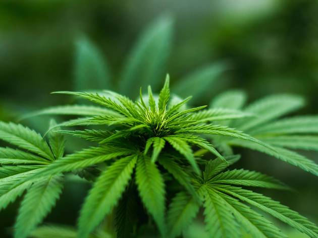 Cannabis Cannabis