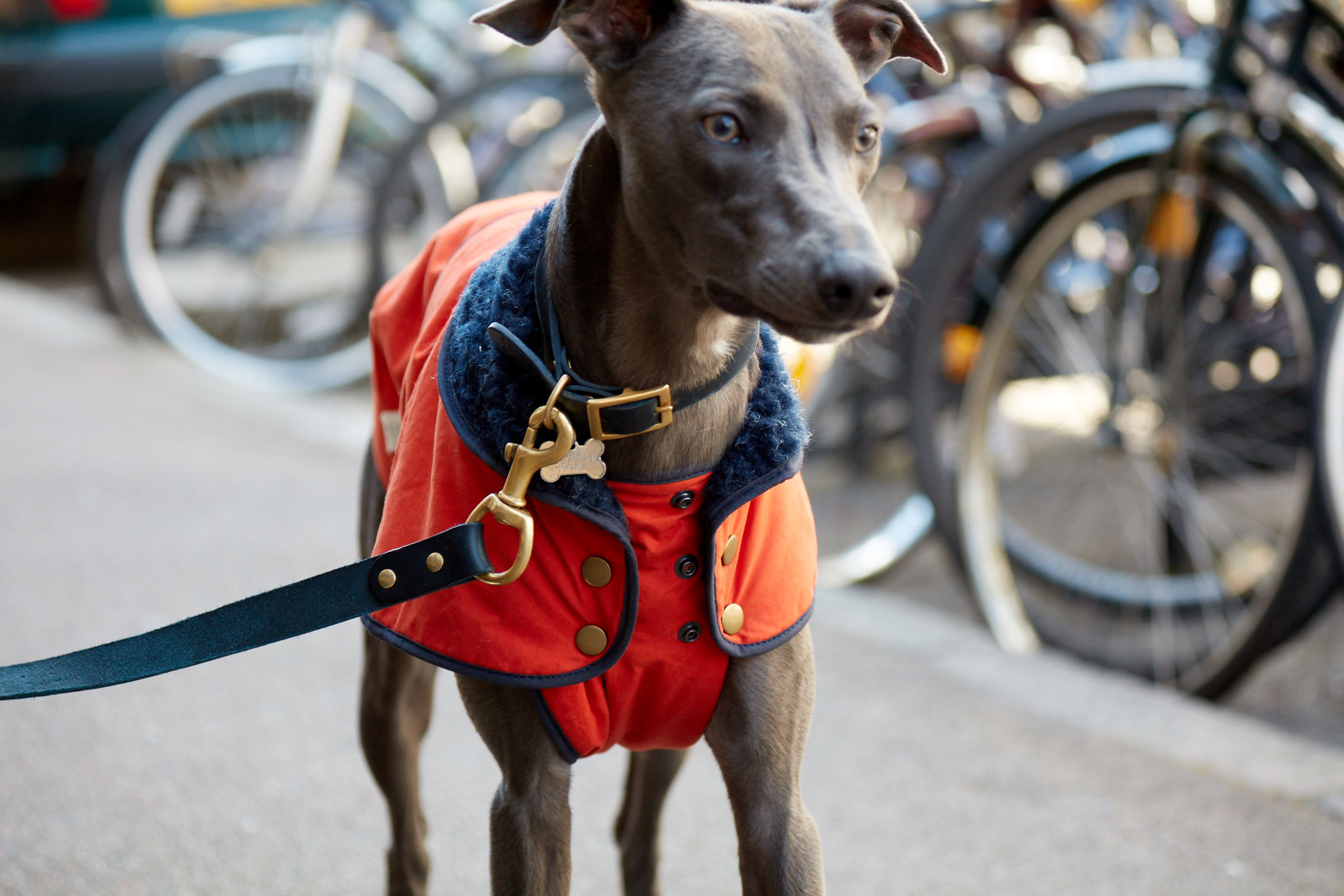 Winter Waggingland A Christmas Market For Dogs and Owners Things to do in London
