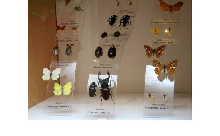 Delve into the world of insects