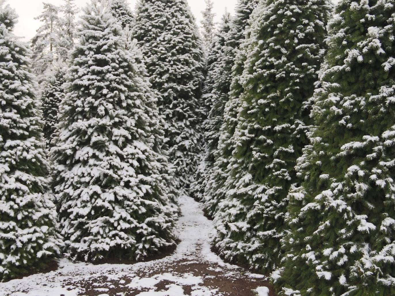 9 Best Christmas Tree Farms in NYC