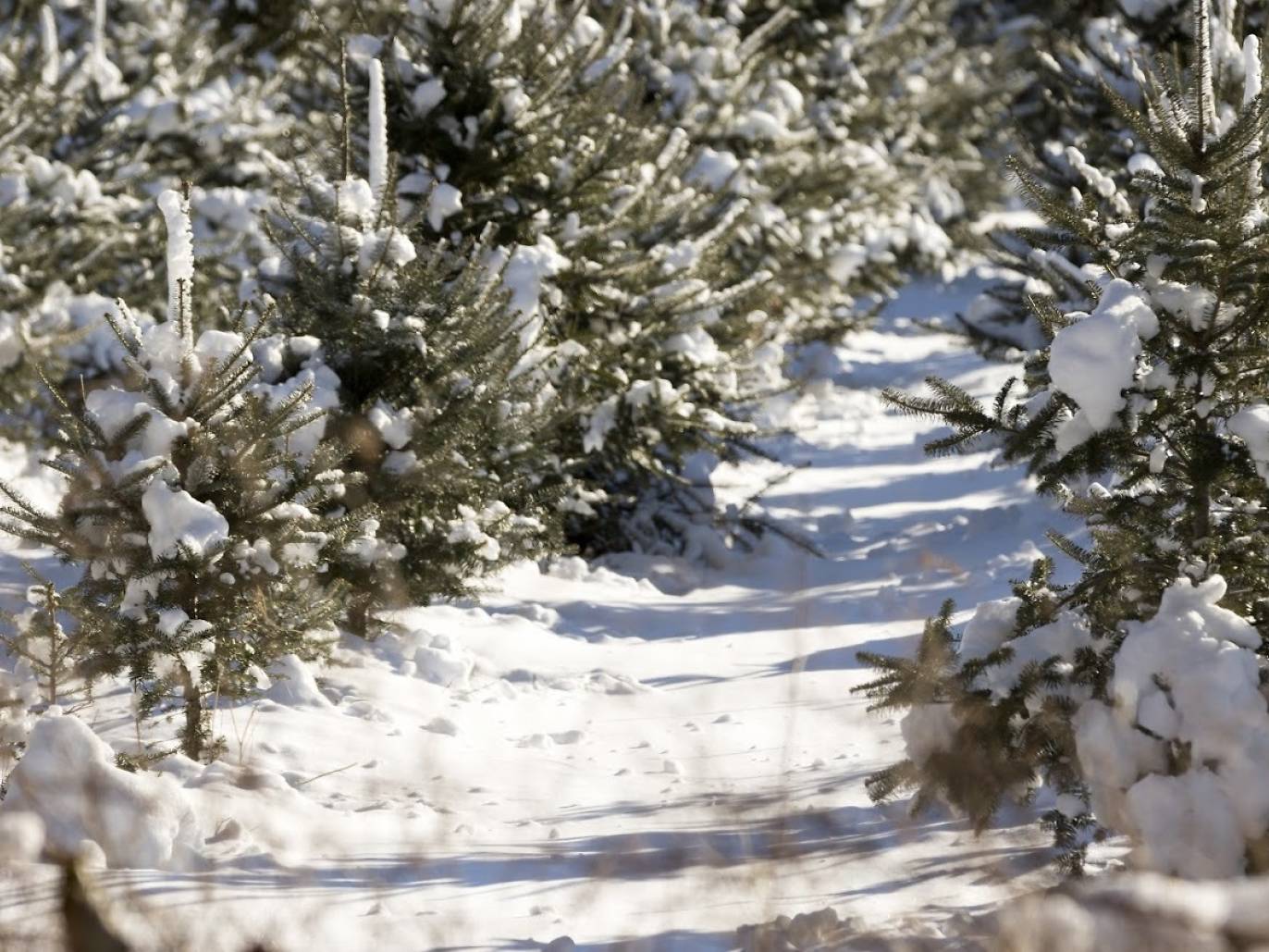 9 Best Christmas Tree Farms in NYC