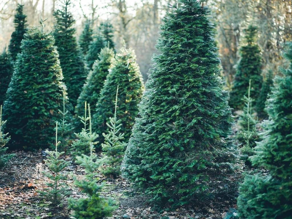 9 Best Christmas Tree Farms Near NYC