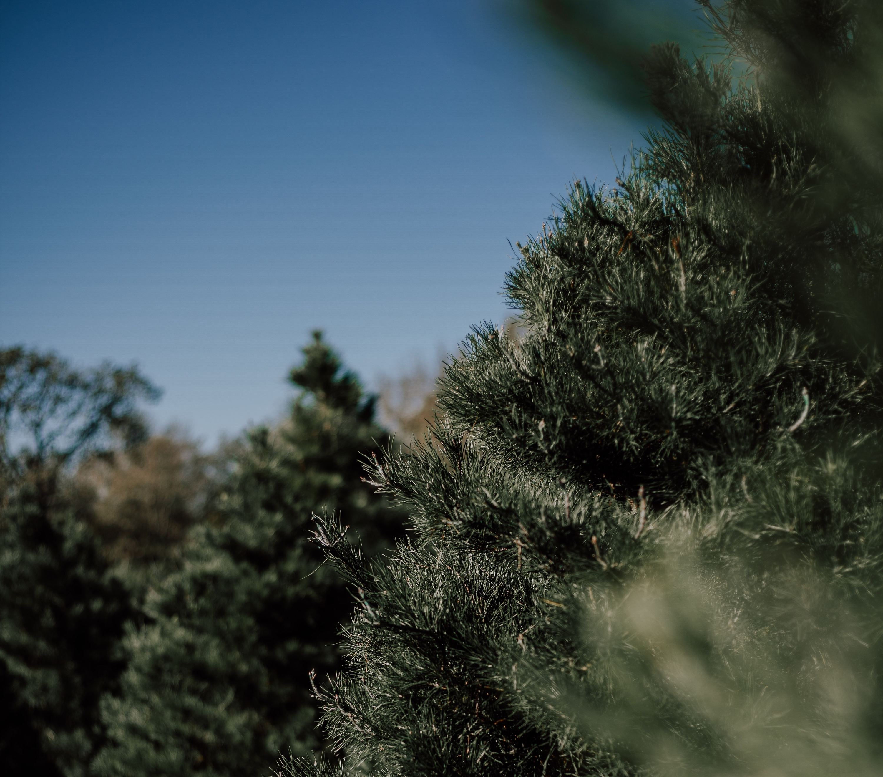 12 Best Christmas Tree Farm Spots Near NYC To Visit This Winter