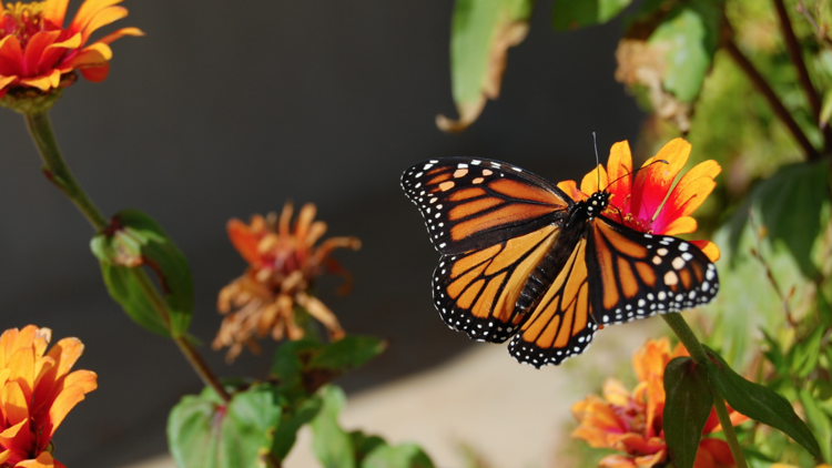 Horniman Butterfly House 