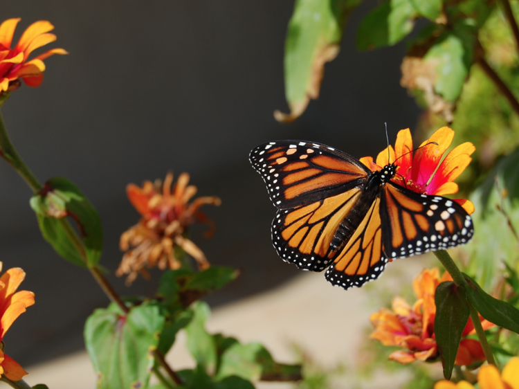 Horniman Butterfly House 