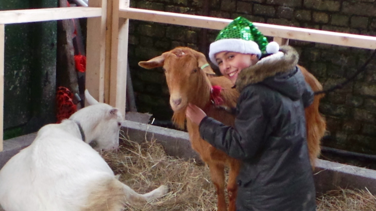 Kentish Town City Farm