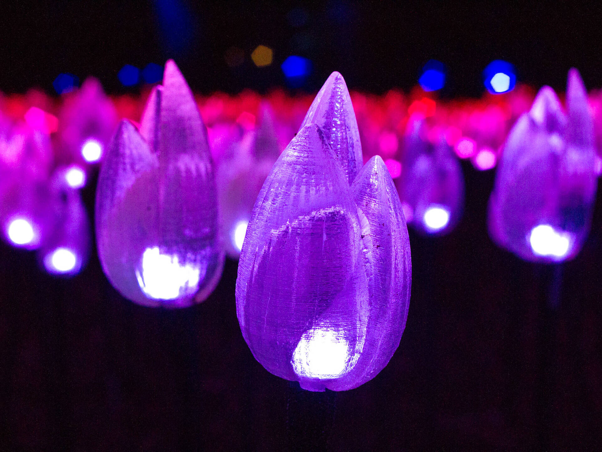 17 Best Places to See Christmas Lights in Los Angeles