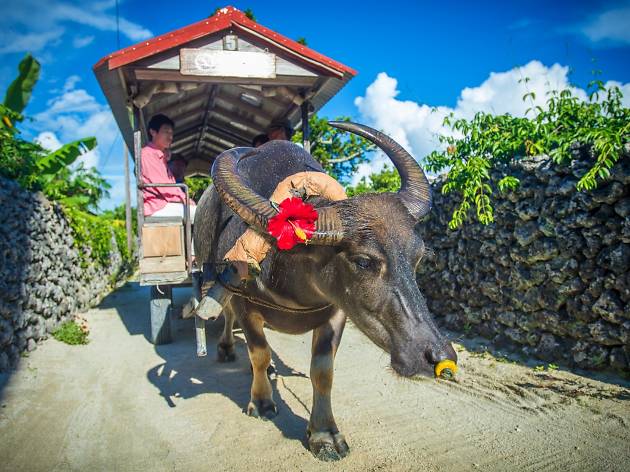 Water Buffalo Cart Rides in Taketomi island Water Buffalo Cart Rides in Taketomi island