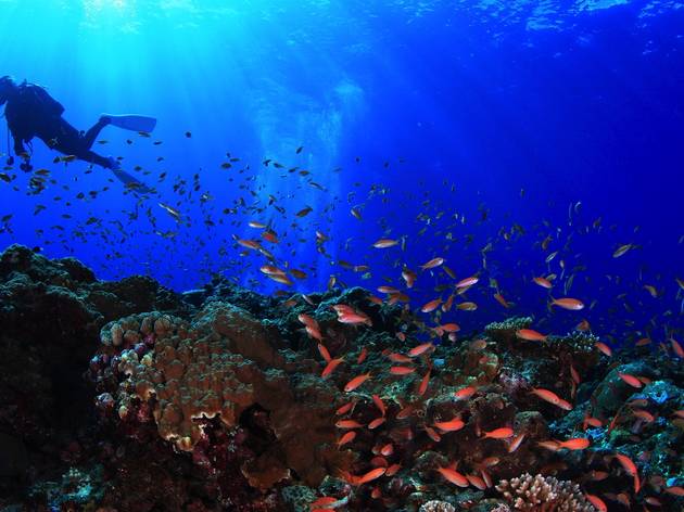 Diving in Miyako island Diving in Miyako island
