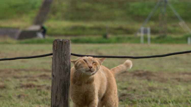  沖昌之 残念すぎるネコ 写真展