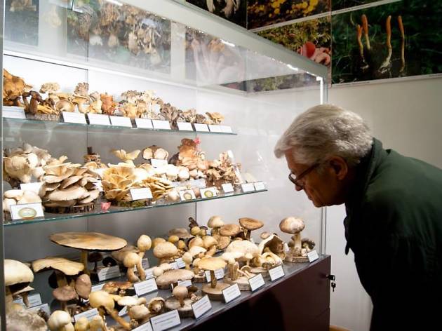 Mushroom Museum Mushroom Museum