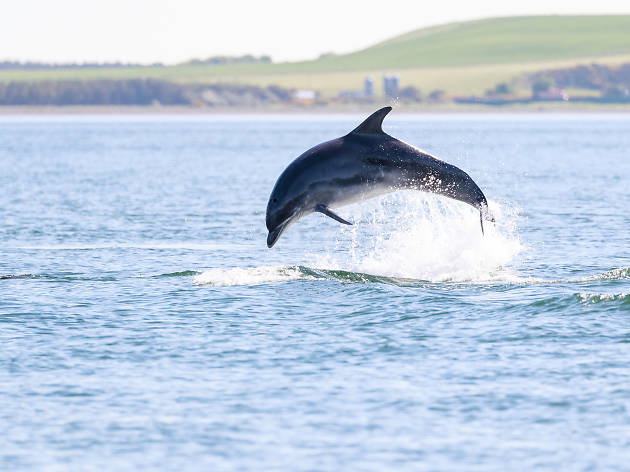 Dolphins at Chanonry Point Dolphins at Chanonry Point