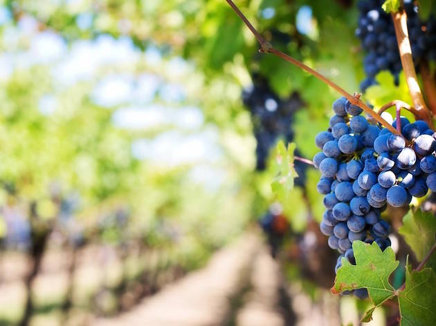 Live it up for less in the Hunter Valley Live it up for less in the Hunter Valley