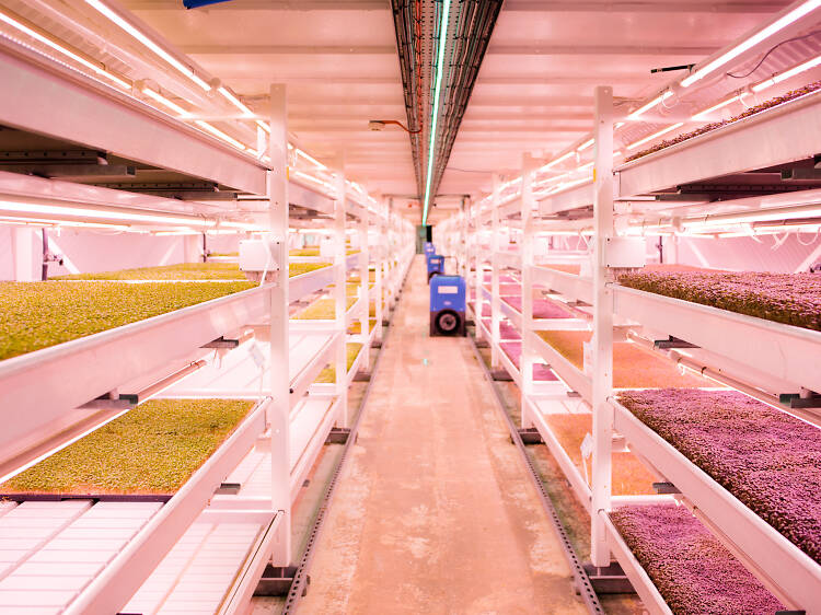 Meet the London-based start-ups shaping the future of food
