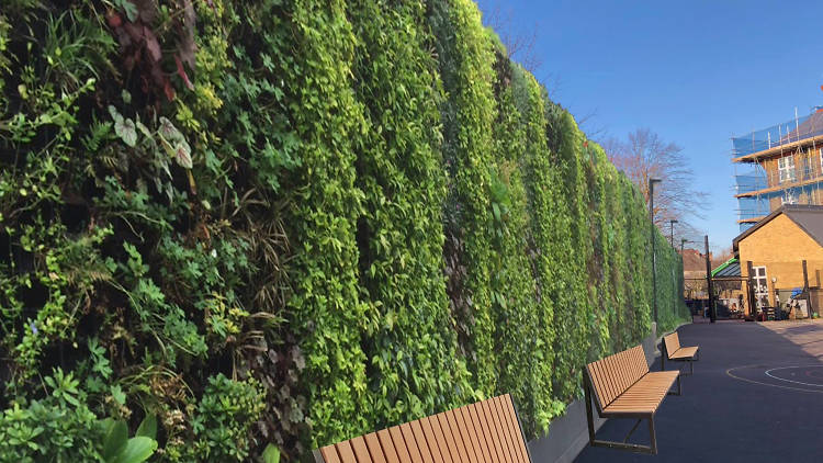 Living walls in schools