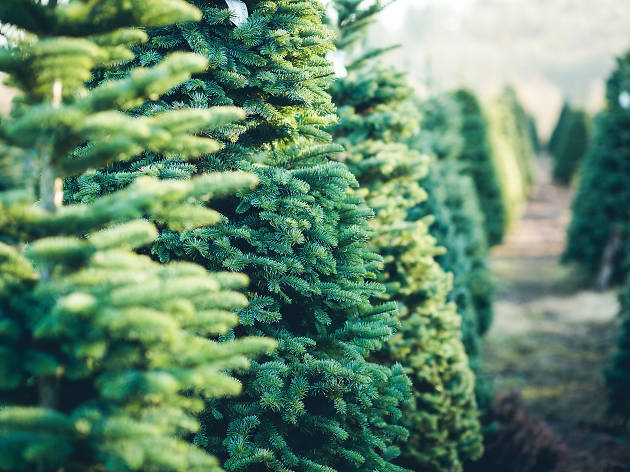 Christmas trees Christmas trees
