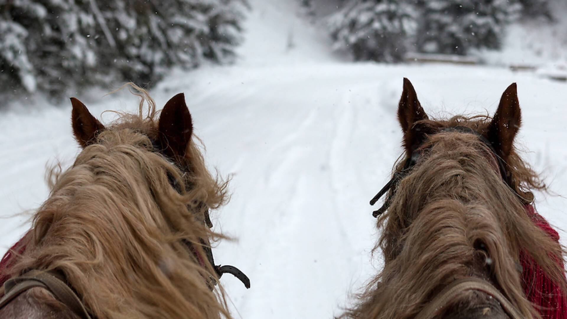 7 Best Sleigh Rides for Families To Take This Winter