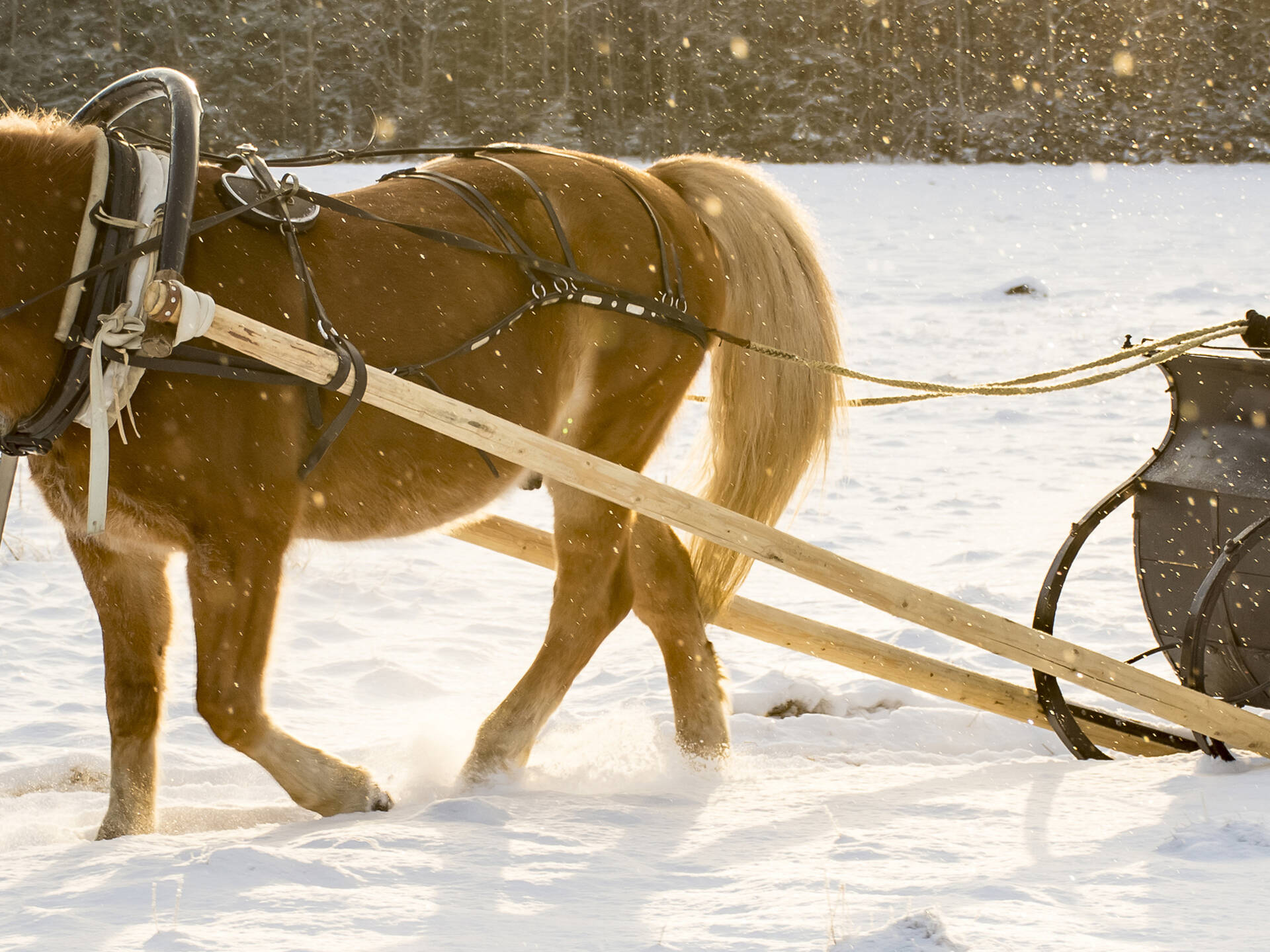 7 Best Sleigh Rides For Families To Take This Winter