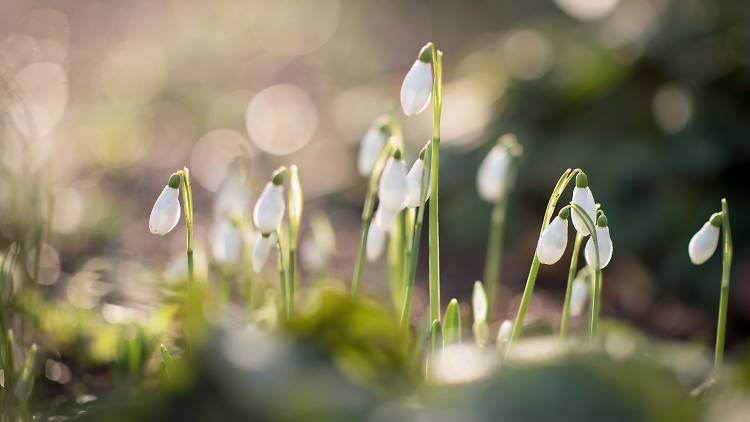 Celebrate the new season at Heralding Spring at Chelsea Physic Garden