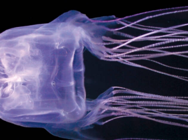 Box jellyfish Australian Bites and Stings app Box jellyfish Australian Bites and Stings app