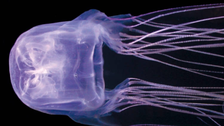 Box jellyfish Australian Bites and Stings app