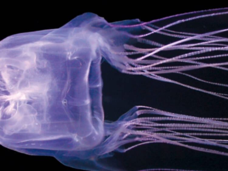 Box jellyfish Australian Bites and Stings app