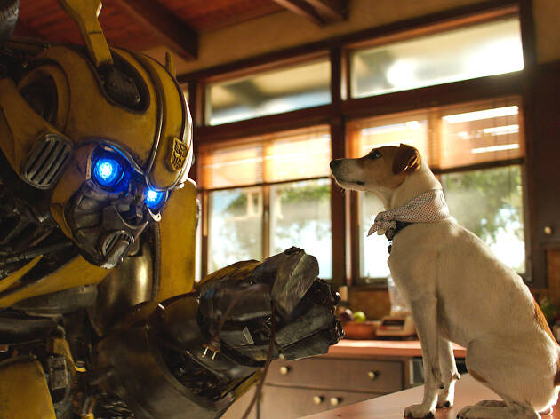 Bumblebee Bumblebee