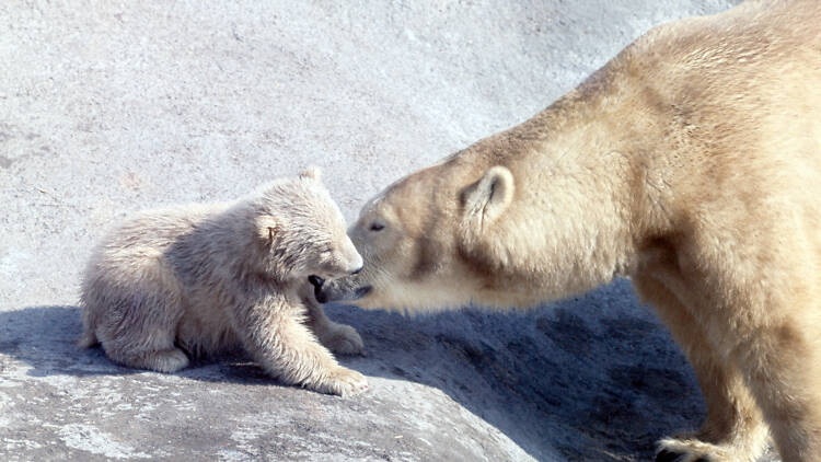 Does London Zoo have polar bears?