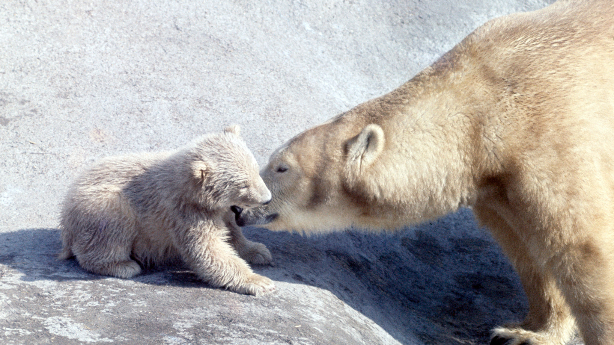 Most Googled: does London Zoo have polar bears?