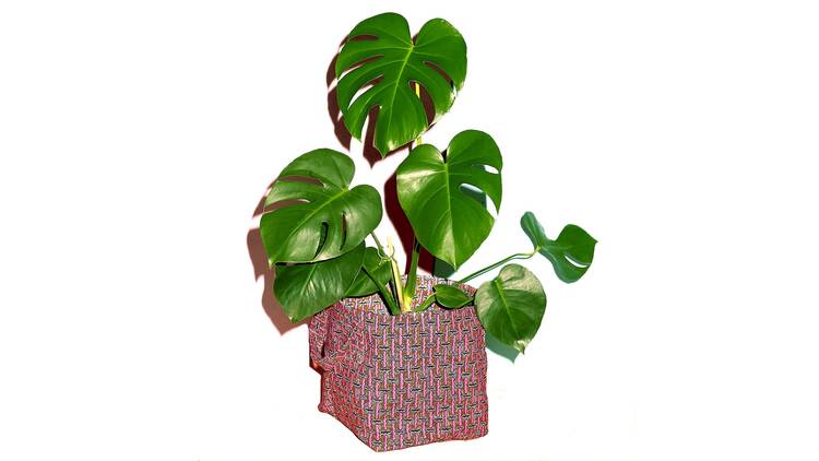 Plant Bag by Yevu