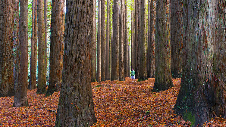 See Victoria’s two Californian redwoods plantations