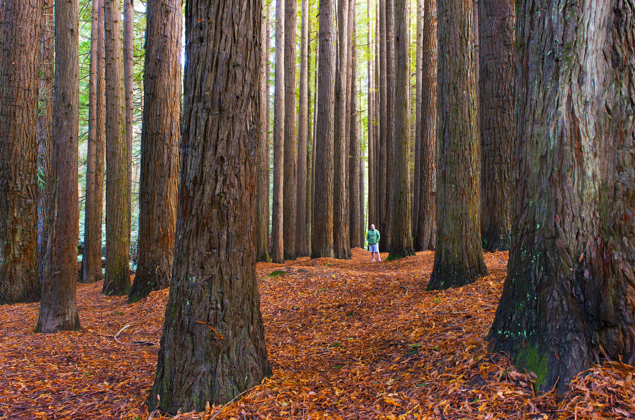 are dogs allowed in redwood forest warburton