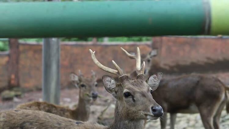 Visit rescued and endangered animals at Safari Lagoi