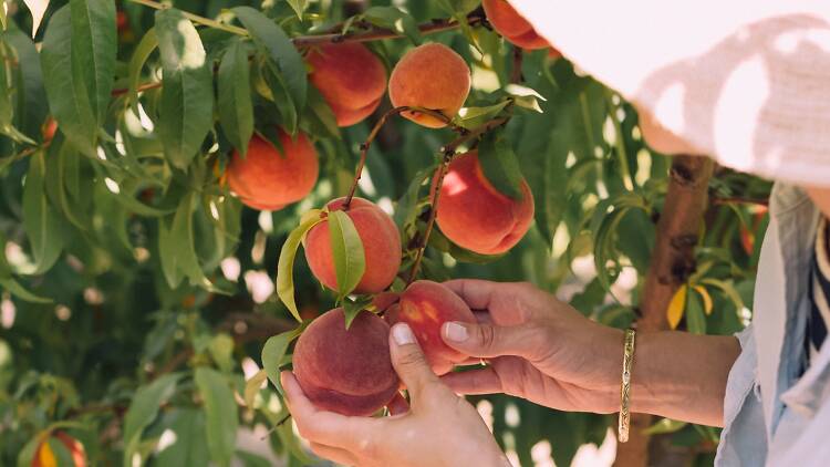 Peach picking
