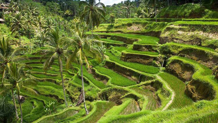 Bali (Indonesia)