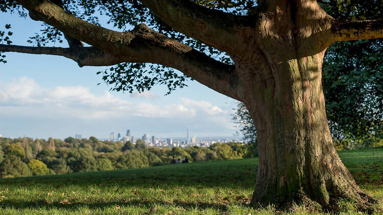 Hampstead circular walk