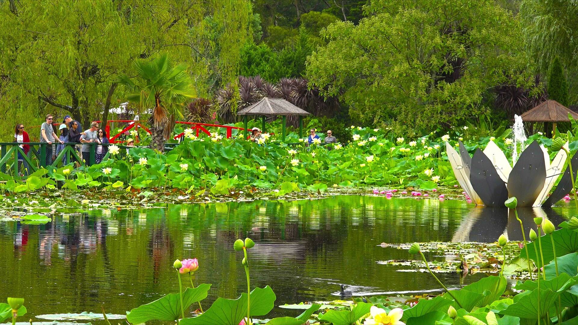Blue Lotus Water Garden visit Melbourne's magical waterlily garden
