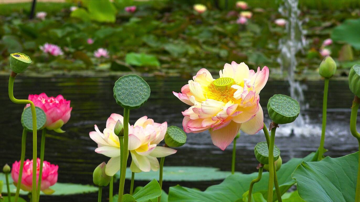 Blue Lotus Water Garden: visit Melbourne's magical waterlily garden