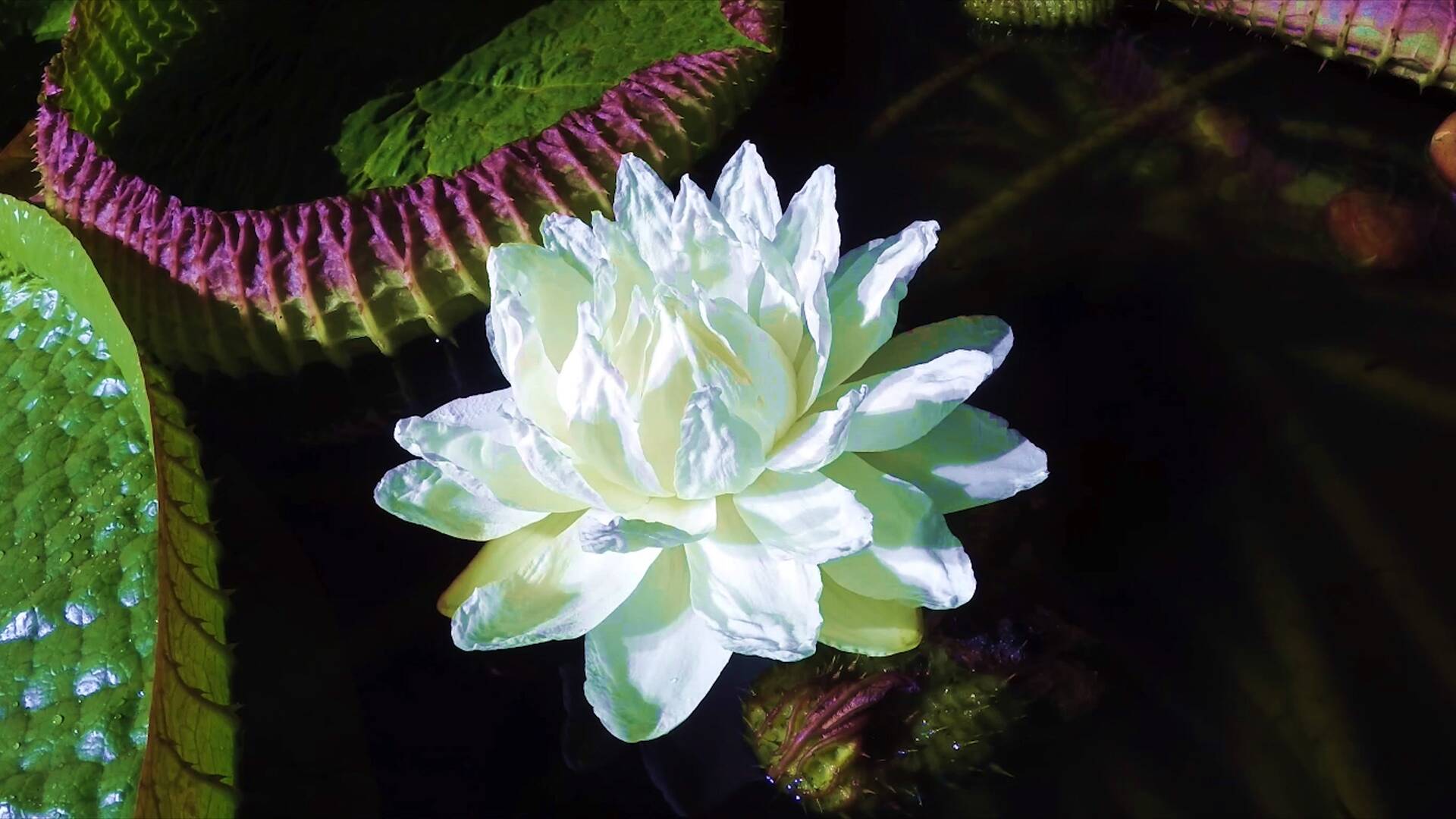 Blue Lotus Water Garden: Visit Melbourne's Magical Waterlily Garden