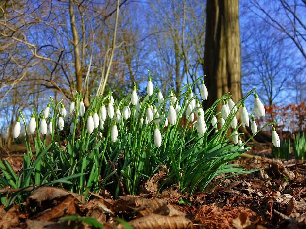Snowdrops Snowdrops