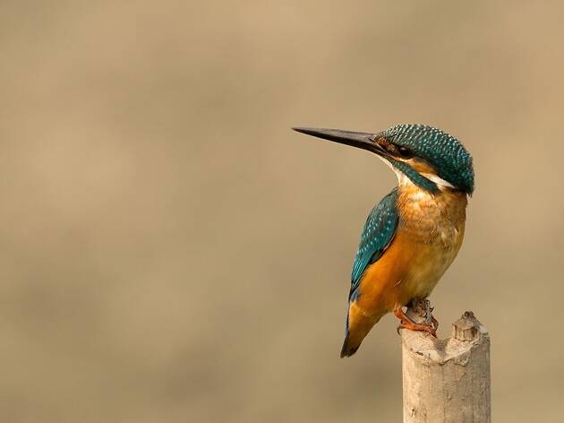 Kingfisher Kingfisher
