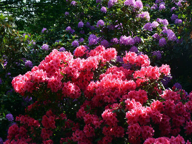 Rhododendron Dell Rhododendron Dell