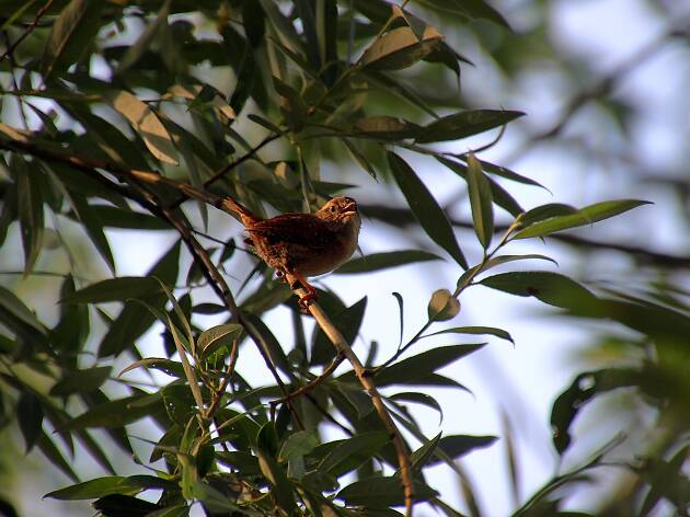 Willow Wren Willow Wren