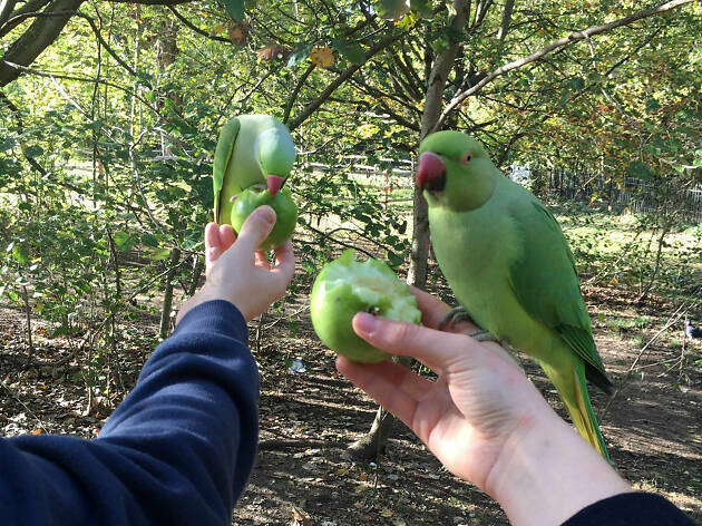 Parakeets Parakeets
