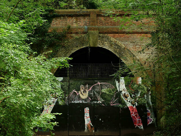 Bats in Sydenham Hill Wood Bats in Sydenham Hill Wood