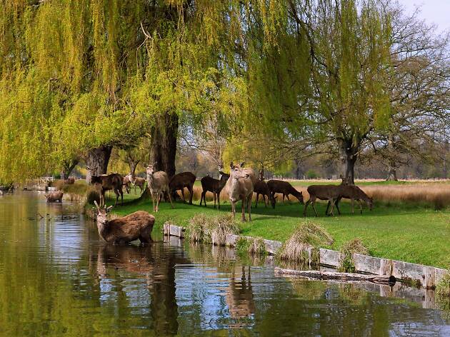 Deer in Bushy Park Deer in Bushy Park