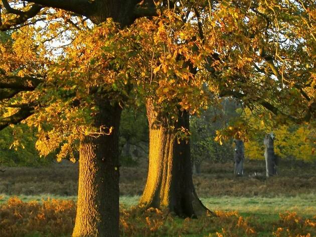 Autumn leaves in Richmond Park Autumn leaves in Richmond Park