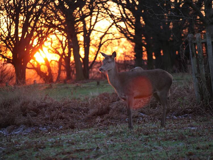 Deer in Richmond Park 