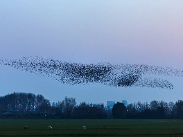 Starlings Starlings