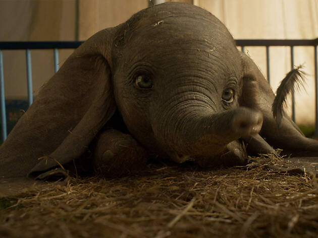 Dumbo Dumbo